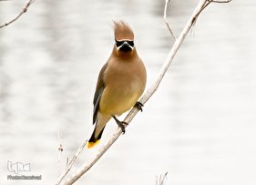 پرندگانی که لبخند را به لب شما می‌آورند