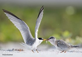 شکار پرندگان