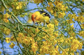 گیاهان و پرندگان