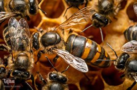 تصاویر برگزیده هفته نشنال‌جئوگرافیک