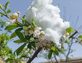 رنگ زمستان بر چهره بهاری اهر