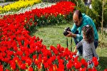 جشنواره های لاله‌ها؛ امضای فرهنگی شهر کرج است