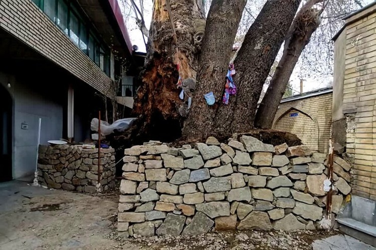 پیشرفت ۷۰ درصدی عملیات نجات چنارهای کهنسال مسجد جامع برغان