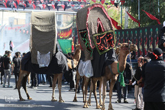 ⁨آئين نمادين حركت كاروان اسرای كربلا