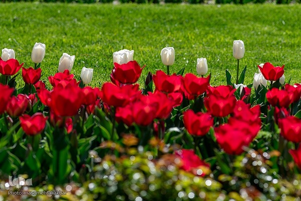 نهمین جشنواره لاله کرج