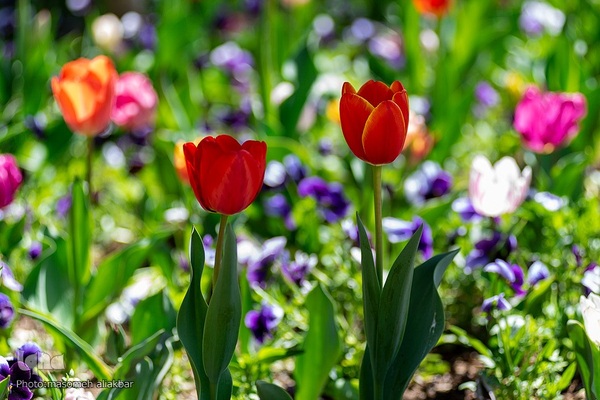 نهمین جشنواره لاله کرج