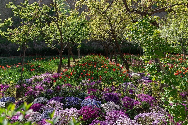 نهمین جشنواره لاله کرج