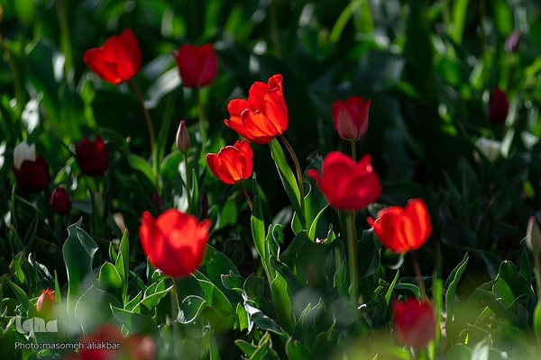 نهمین جشنواره لاله کرج