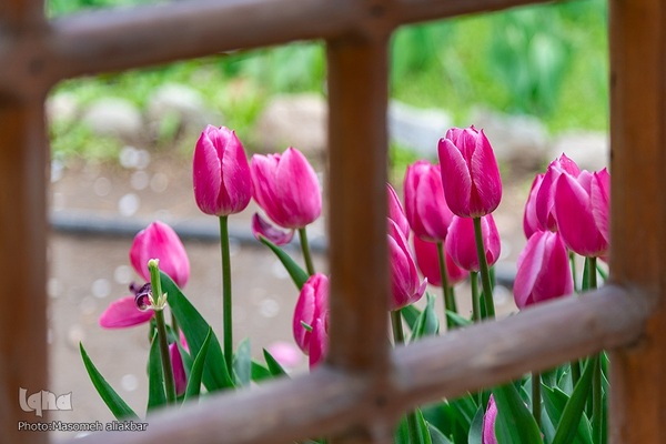 جشنواره لاله‎های آسارا‎