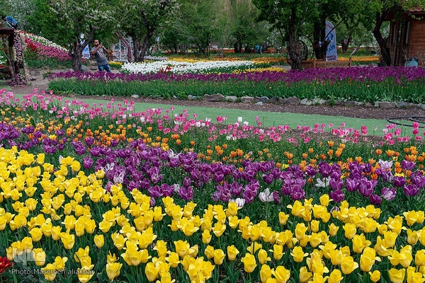 جشنواره لاله‎های آسارا‎
