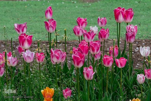 جشنواره لاله‎های آسارا‎