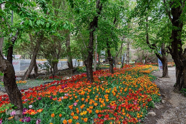 جشنواره لاله‎های آسارا‎