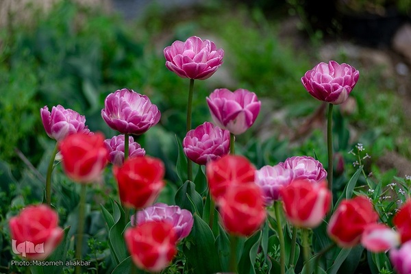 جشنواره لاله‎های آسارا‎