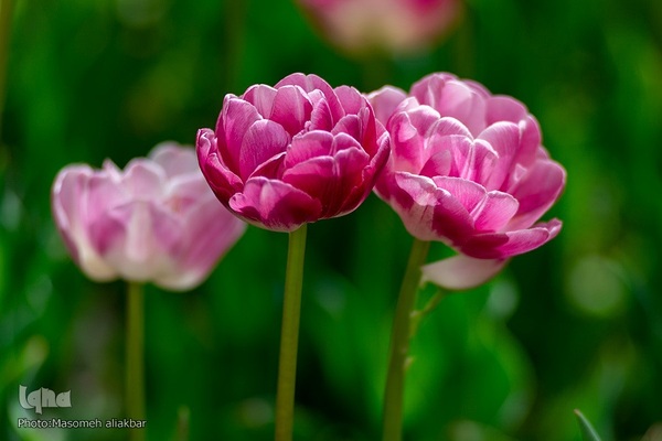 جشنواره لاله‎های آسارا‎