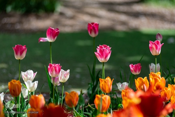 جشنواره لاله‎های آسارا‎