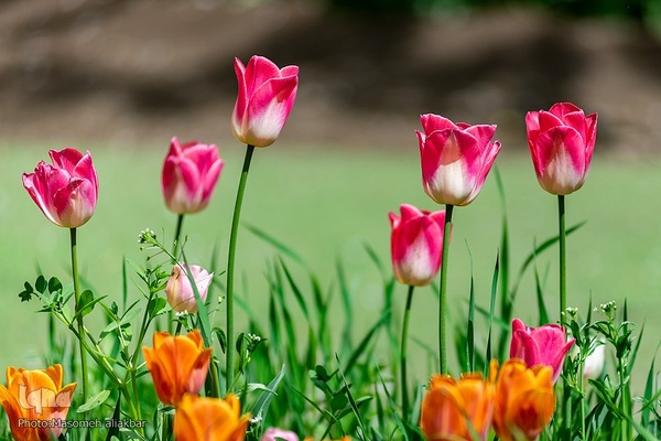 جشنواره لاله‎های آسارا‎