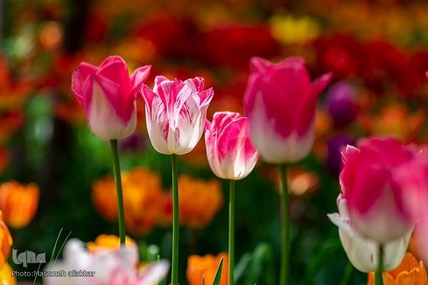 جشنواره لاله‎های آسارا‎