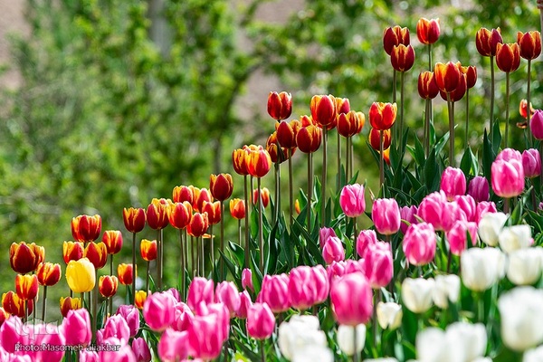 جشنواره لاله‎های آسارا‎