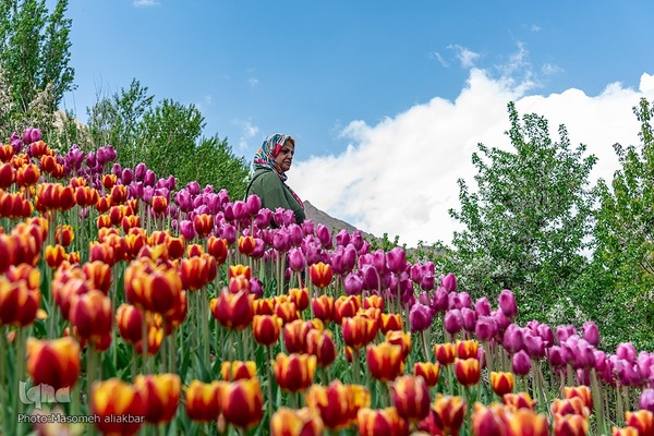 جشنواره لاله‎های آسارا‎