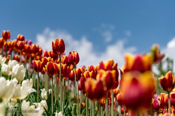 جشنواره لاله‎های آسارا‎