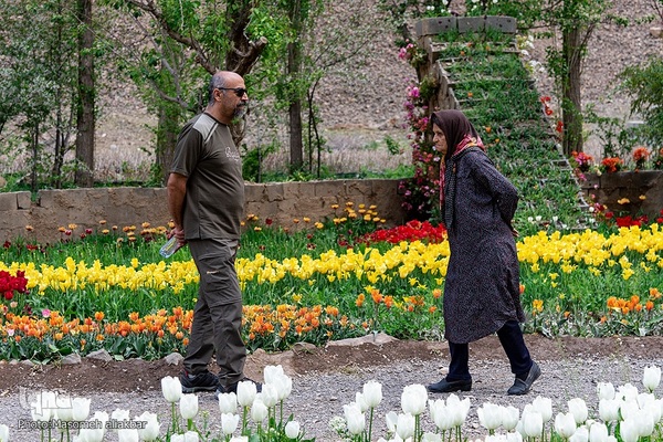 جشنواره لاله‎های آسارا‎