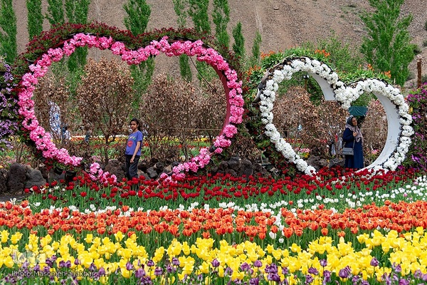 جشنواره لاله‎های آسارا‎