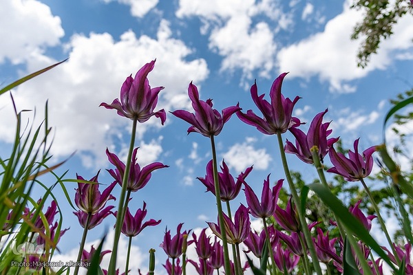 جشنواره لاله‎های آسارا‎