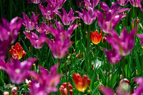 جشنواره لاله‎های آسارا‎