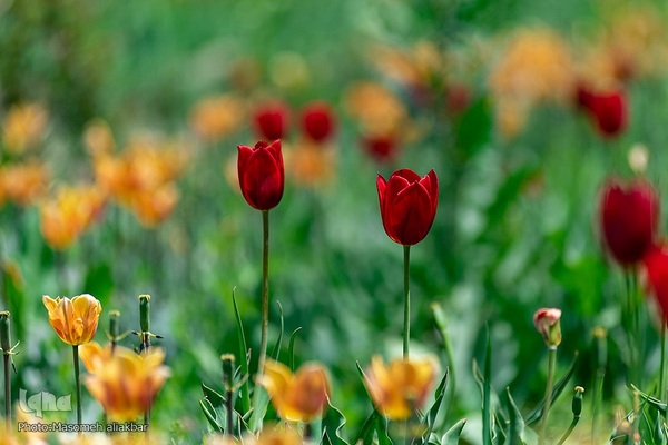 جشنواره لاله‎های آسارا‎