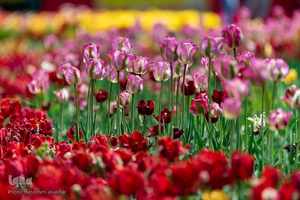 جشنواره لاله‎های آسارا‎