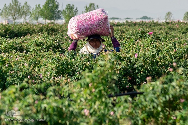 برداشت گل محمدی در ساوجبلاغ
