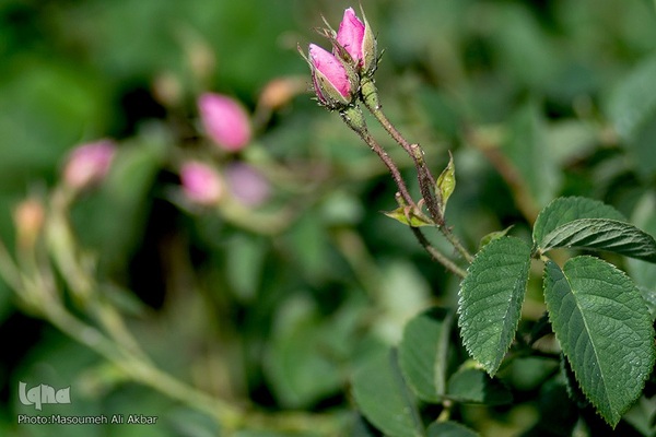 برداشت گل محمدی در ساوجبلاغ