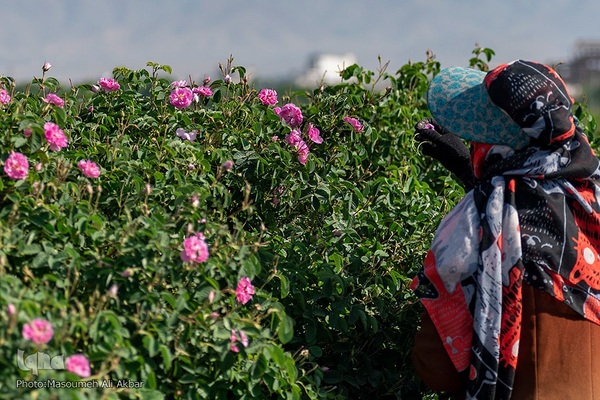 برداشت گل محمدی در ساوجبلاغ