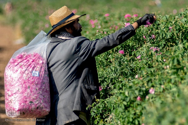 برداشت گل محمدی در ساوجبلاغ