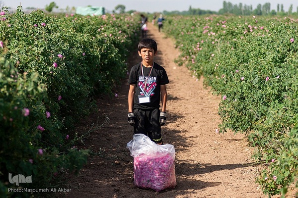برداشت گل محمدی در ساوجبلاغ