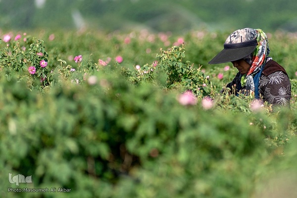 برداشت گل محمدی در ساوجبلاغ