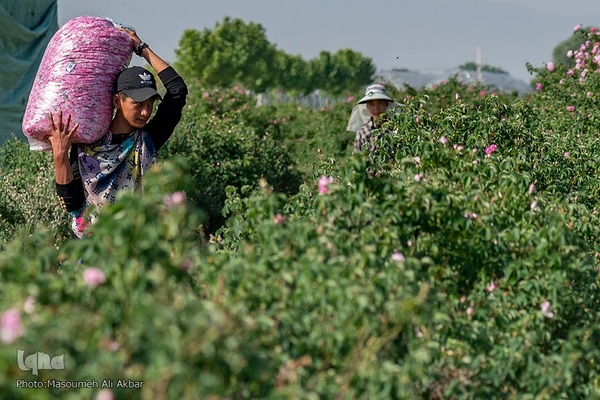 برداشت گل محمدی در ساوجبلاغ