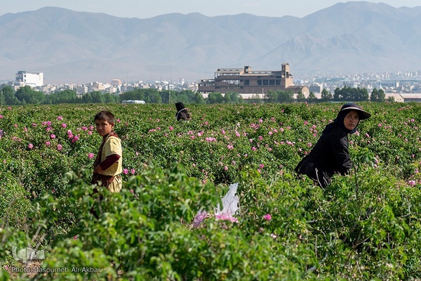 برداشت گل محمدی در ساوجبلاغ