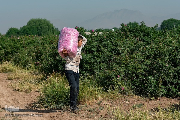 برداشت گل محمدی در ساوجبلاغ