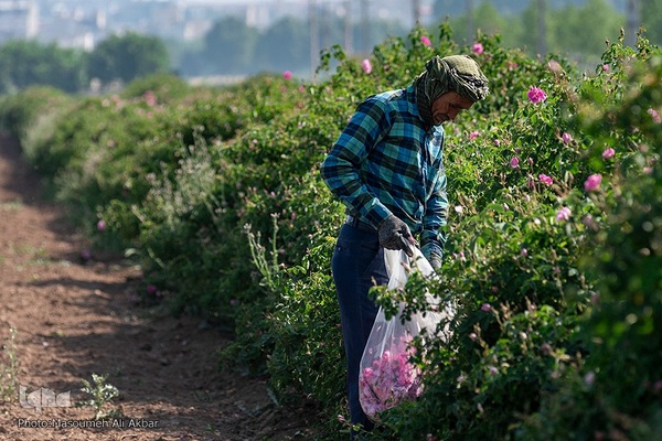 برداشت گل محمدی در ساوجبلاغ