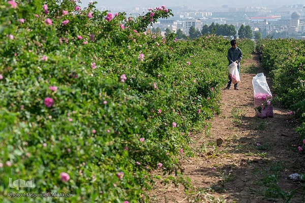 برداشت گل محمدی در ساوجبلاغ