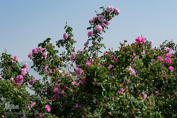 برداشت گل محمدی در ساوجبلاغ