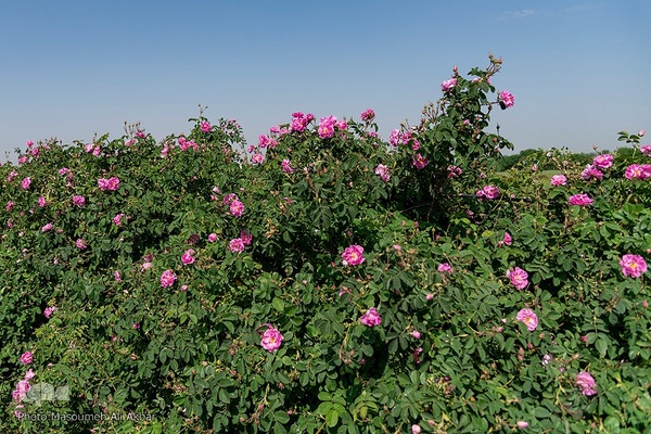 برداشت گل محمدی در ساوجبلاغ