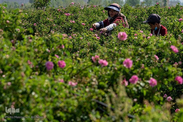 برداشت گل محمدی در ساوجبلاغ