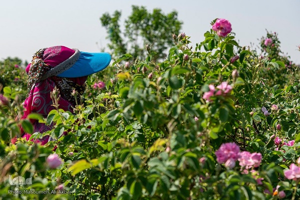 برداشت گل محمدی در ساوجبلاغ