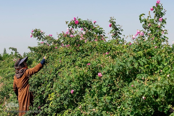 برداشت گل محمدی در ساوجبلاغ