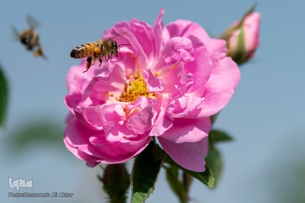 برداشت گل محمدی در ساوجبلاغ