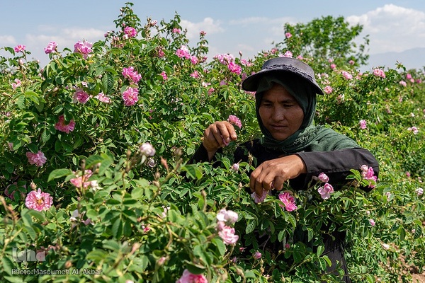 برداشت گل محمدی در ساوجبلاغ