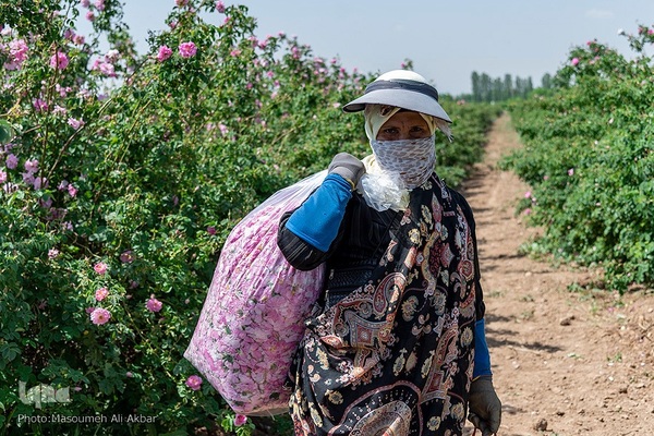 برداشت گل محمدی در ساوجبلاغ