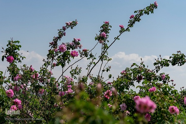 برداشت گل محمدی در ساوجبلاغ